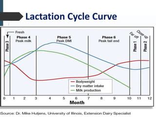 Transition Cow Management Ppt