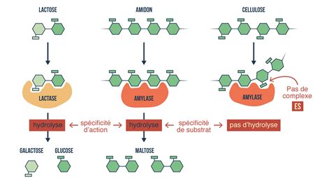 Enzymes Glucides Et Catalyse Enzymatique