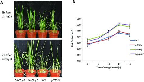 The Phenotype And Aba Content Of Drought Stressed Rice The Mohrip1 5 Download Scientific