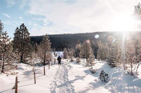 Von Den Menschen Auf Schnee Im Wald Stockfoto Bild Von Nave