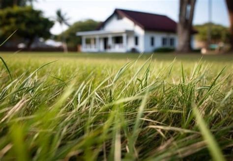 How To Make Bahia Grass Thicker Simple Steps Explained Obsessed Lawn