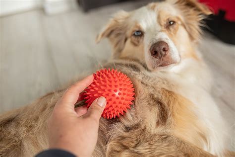 Stress Beim Hund Signale Erkennen Und Richtig Reagieren