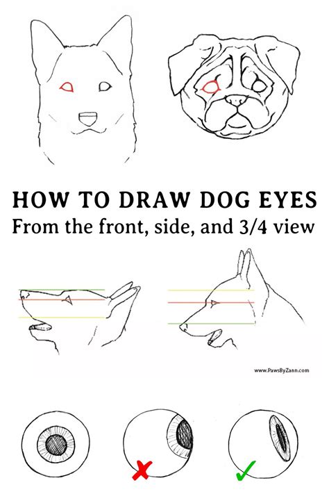 How to Draw Dog Eyes from the Front, Side and 3/4 View | Dog eyes, Dog ...