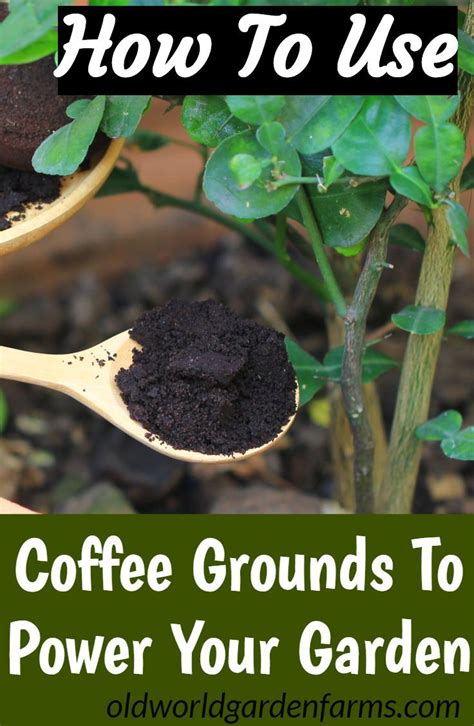 The Best Way To Use Coffee Grounds In Gardens Flowerbeds Garden