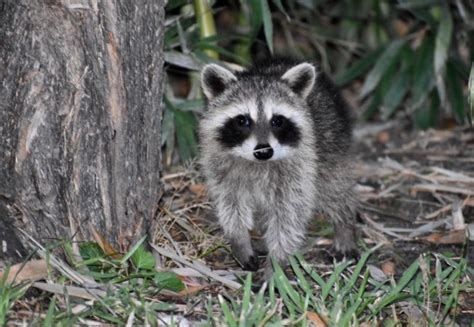 Baby Raccoon T20 NRBJBO Triangle Wildlife Removal 919 661 0722