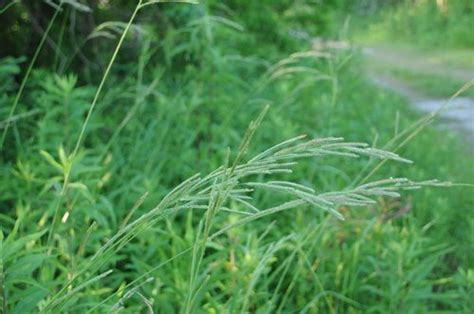 Vasey Grass Invasive Exotic Plants Of North Carolina · Inaturalist