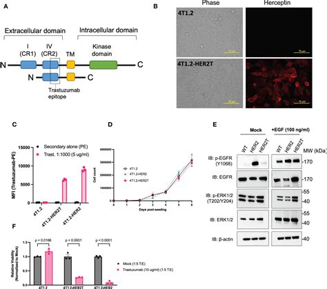 Frontiers Syngeneic Mouse Model Of Human Her2 Metastatic Breast