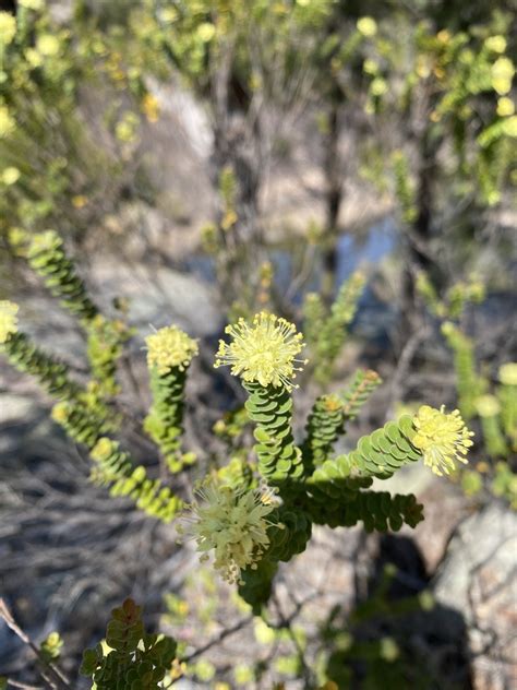 Flowering Plants From Girraween Au Ql St Au Ql Au On September