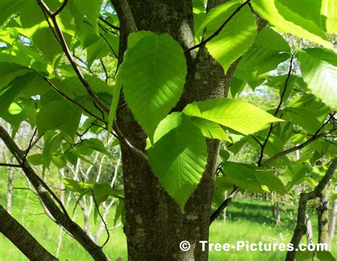 Types of Beech Tree with Pictures