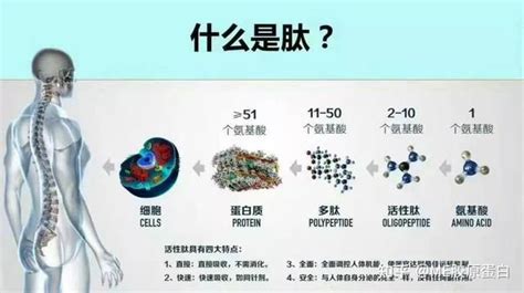 Me胶原蛋白解密：小分子肽、多肽、寡肽不同之处 知乎