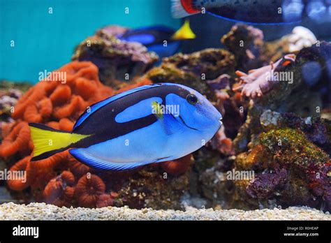 Paleta de pescado fotografías e imágenes de alta resolución Alamy