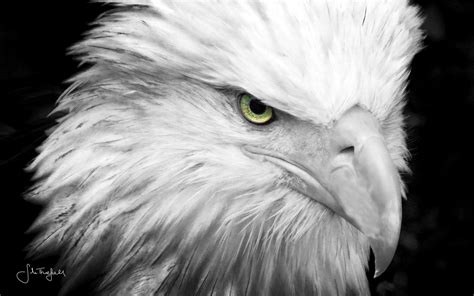 Eagle Eye Wallpapers - Top Free Eagle Eye Backgrounds - WallpaperAccess