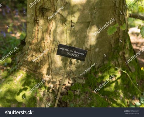 Botanical Identification Label Nothofagus Fusca Tree Stock Photo