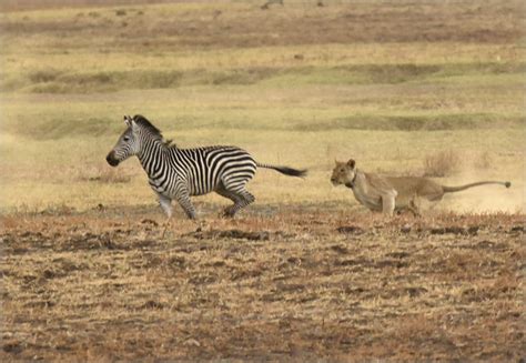 Zambia Nsefu – Lions hunting