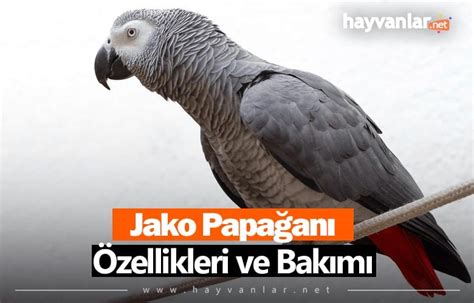 Jako Papa An Zellikleri Ve Bak M Hayvanlar Net