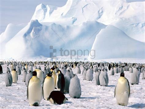 Antarctica Emperor Penguins Wallpaper Background Best Stock Photos ...