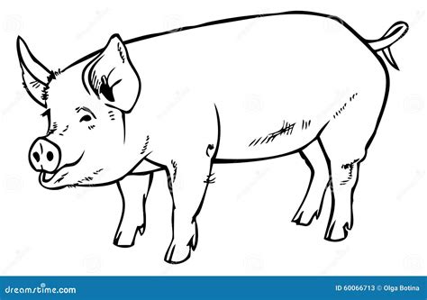 Pig drawing hand stock vector. Illustration of background - 60066713