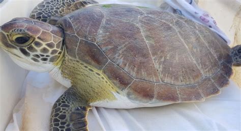 Duas tartarugas são encontradas presas em rede de pesca em Itapema O