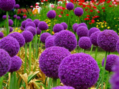 Allium Bulbs Giant Gladiator The Majestic Gladiator Allium Etsy