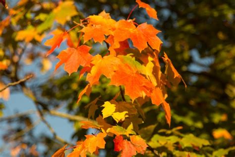 Autumn Free Stock Photo Public Domain Pictures