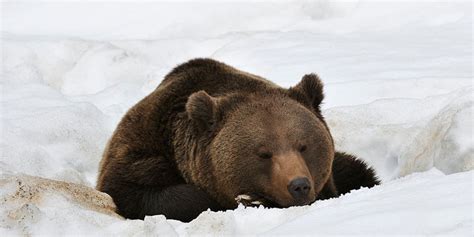 It's Now Legal to Kill Hibernating Bears in Alaska | RallyPoint