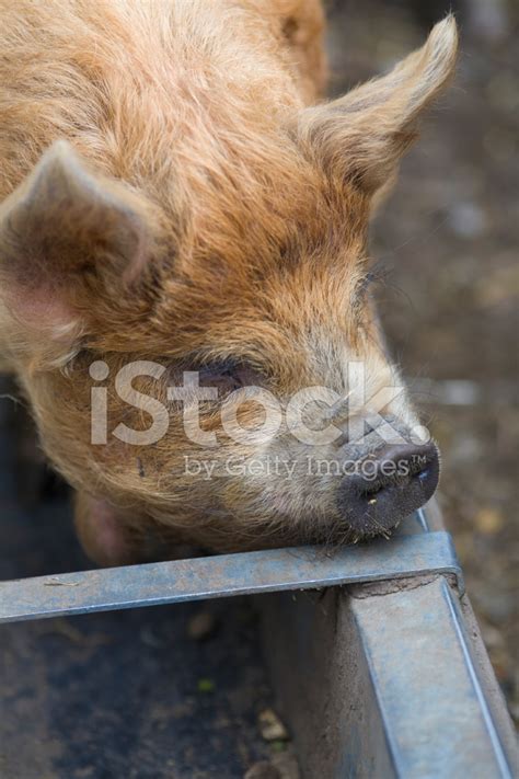 Pig At Feeding Trough Stock Photo | Royalty-Free | FreeImages