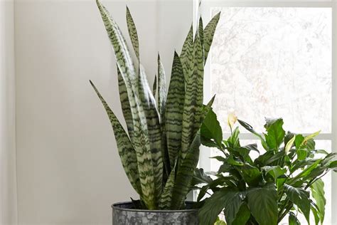 35 Types Of Snake Plants Worth Growing