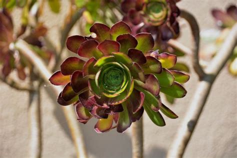 Free Images Plant Leaf Petal Green Color Botany Succulent