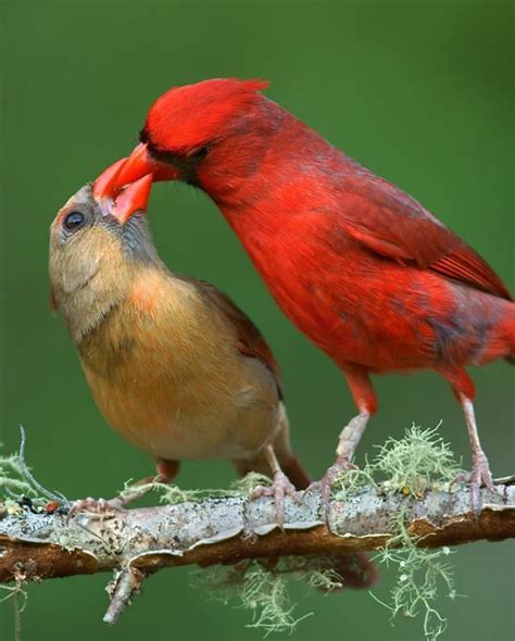 Two Red Birds Sitting On Top Of A Tree Branch With Their Beaks In Each Other S Mouths