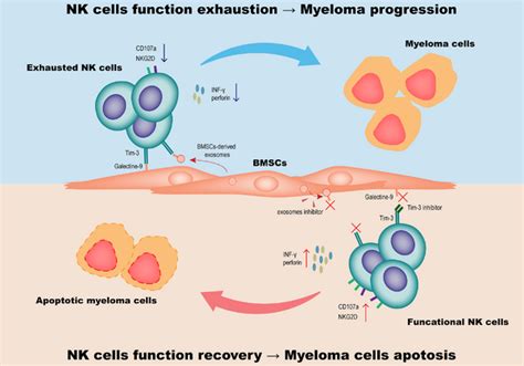 Blocking The Binding Of Tim Of Nk Cells And Galectin Of Bmscs Or