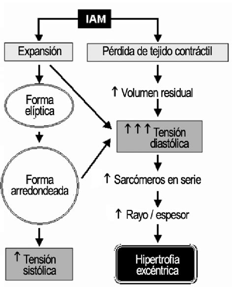 Remodelación del ventrículo izquierdo en la fase crónica Download