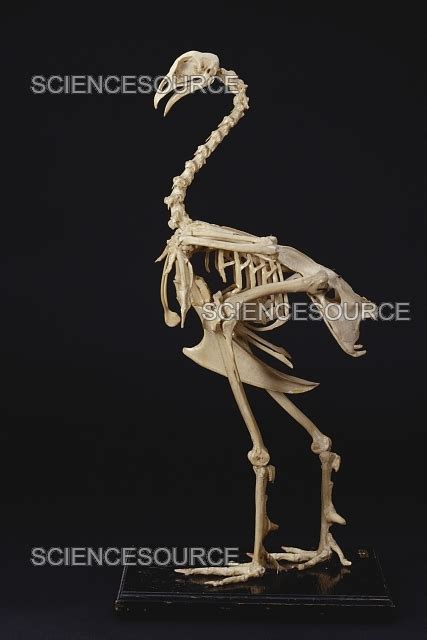 Turkey Skeleton | Stock Image - Science Source Images