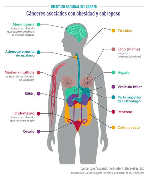 Cánceres Asociados Con Obesidad Y Sobrepeso National Cancer Institute