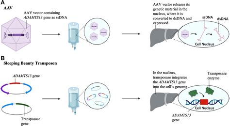 Targeted ADAMTS 13 Replacement Therapy For Thrombotic Thrombocytopenic