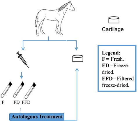 Autologous CS. Blood was collected from eight horses (N = 8) and ...