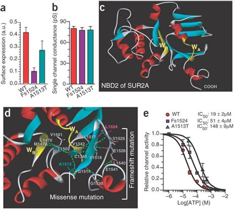 SUR2A Mutant Proteins Coexpressed With Kir6 2 Alter KATP Channel