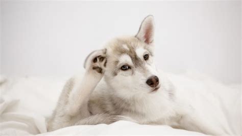 Malassezia Dermatitis in Dogs: Symptoms, Causes, & Treatments - DogTime