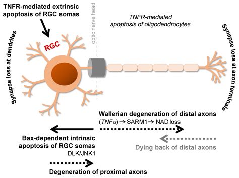 Cells Free Full Text Multifactorial Pathogenic Processes Of Retinal