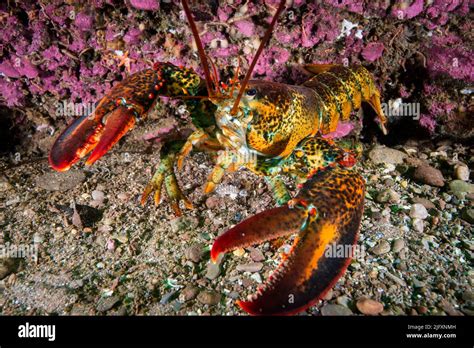 American Lobster Underwater Foraging For Food On A Rocky Bottom Of The