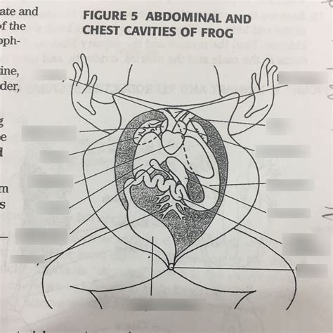 frog's organs diagram Diagram | Quizlet