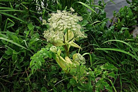 An Invasive Plant Capable Of Causing Blindness And 3rd Degrees Burns Has Appeared In Virginia