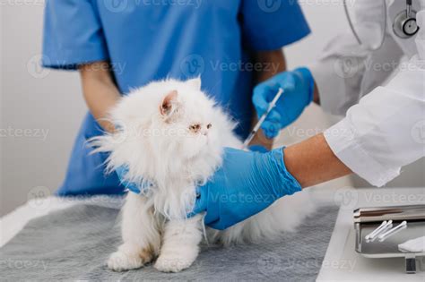 Veterinary For Treating Sick Cats Maintain Animal Health Concept