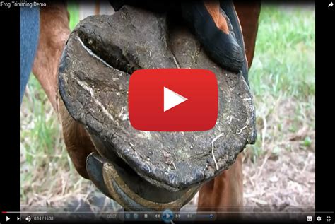 Video: Frog Trimming Demo - Hoof Trimmer Supply