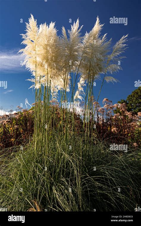 Tall Sunlit Pampas Grass Cortaderia Selloana Stock Photo Alamy