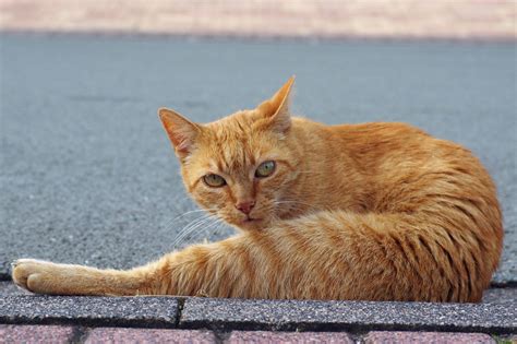 Garfield Abends In The Evening Albert Mohnen Flickr