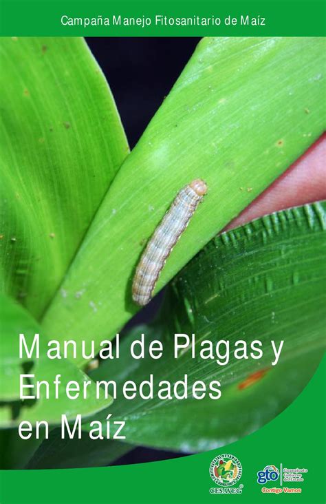 Control De Plagas En El Cultivo Del Maiz By Juan Luis Semilla Issuu