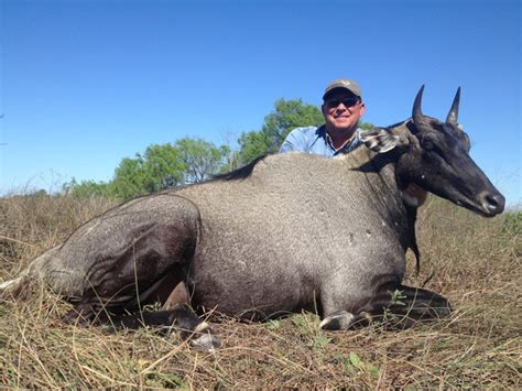 Outdoor Adventures Worldwide Free Range Axis Deer Texas Exotics