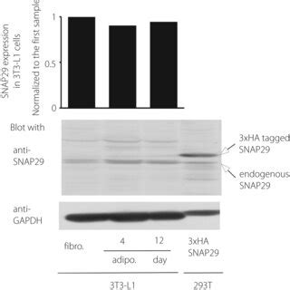 Intracellular Localization Of Synaptosomalassociated Protein Of Kda