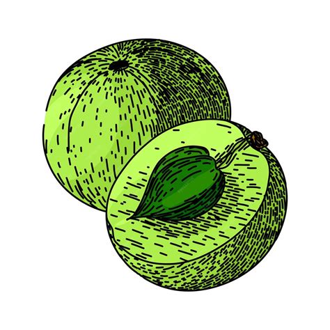 Premium Vector | Ingredient amla hand drawn fresh vegetarian amla ripe herbal phyllanthus ...