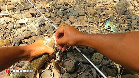 Akibat Lama Tak Di Pancing Gila Nya Sambaran Ikan Di Sini